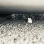 Katherine Moennig Instagram – Operation rescue popcorn