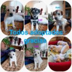 Katherine Salosny Instagram - Tod@s adoptad@s con familias maravillosas en Los Andes y acá en Algarrobo..gracias por tanto amor y responsabilidad con nuestros herman@s bell@s para que sean parte de sus familias.. 9 rescatad@s 9 familias con una nueva y linda energía! Perritos que rescato mi amigo @aftchile se encargo de ellos los llevo al Vet vacunas y desparasitad@s y así l@s entregó..fuimos toda una comunidad que ayudó de mil formas y hoy podemos decir MISIÓN CUMPLIDA!!