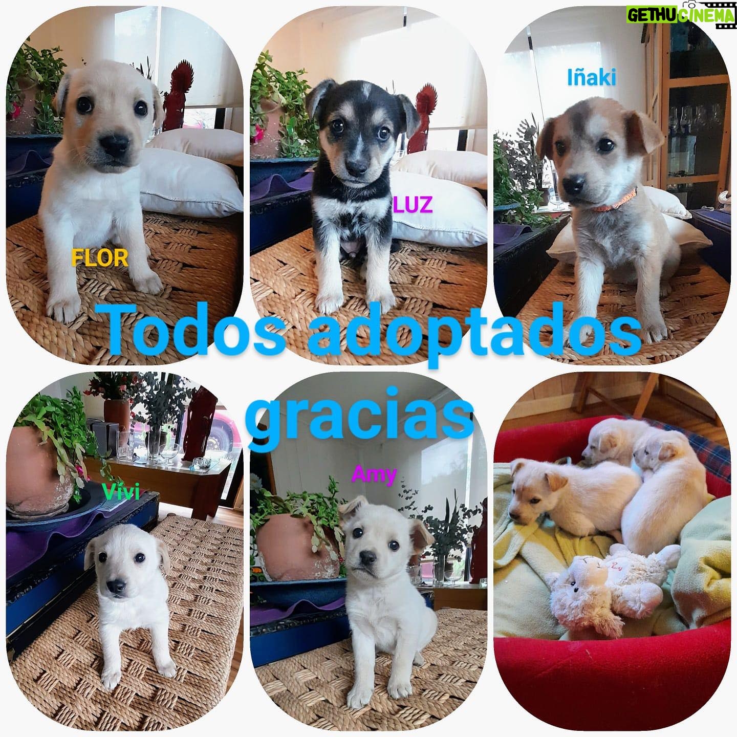 Katherine Salosny Instagram - Tod@s adoptad@s con familias maravillosas en Los Andes y acá en Algarrobo..gracias por tanto amor y responsabilidad con nuestros herman@s bell@s para que sean parte de sus familias.. 9 rescatad@s 9 familias con una nueva y linda energía! Perritos que rescato mi amigo @aftchile se encargo de ellos los llevo al Vet vacunas y desparasitad@s y así l@s entregó..fuimos toda una comunidad que ayudó de mil formas y hoy podemos decir MISIÓN CUMPLIDA!!