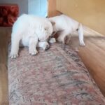 Katherine Salosny Instagram - Maravillos@s cachorros en adopción mi amigo @aftchile l@s rescato en la montaña y l@s tiene en su casa desparasitad@s y con vacuna sanit@s un macho y 4 hembras tienen 2 meses aprox serán tamaño medio..queremos familias responsables y que l@s quieran como parte de su familia..si te animas a adoptar estarás haciendo un precioso acto en #eldiamundialdelperro No LLAMAR solo wup si estás interesad@ al siguiente teléfono 56 9 6310 1859 Ojalá te animes a que un@ de ell@s sea parte de tu familia gracias mil ♥️ que