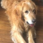 Katherine Salosny Instagram – Mis niñ@s bell@s..Ruso y Sol