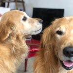 Katherine Salosny Instagram - Mis fieles compañeros por tantos años ya..Como los amo mi Sol y Ruso ❤️ A través de ellos mi homenaje a todos l@s cachupines del mundo en #eldiamundialdelperro