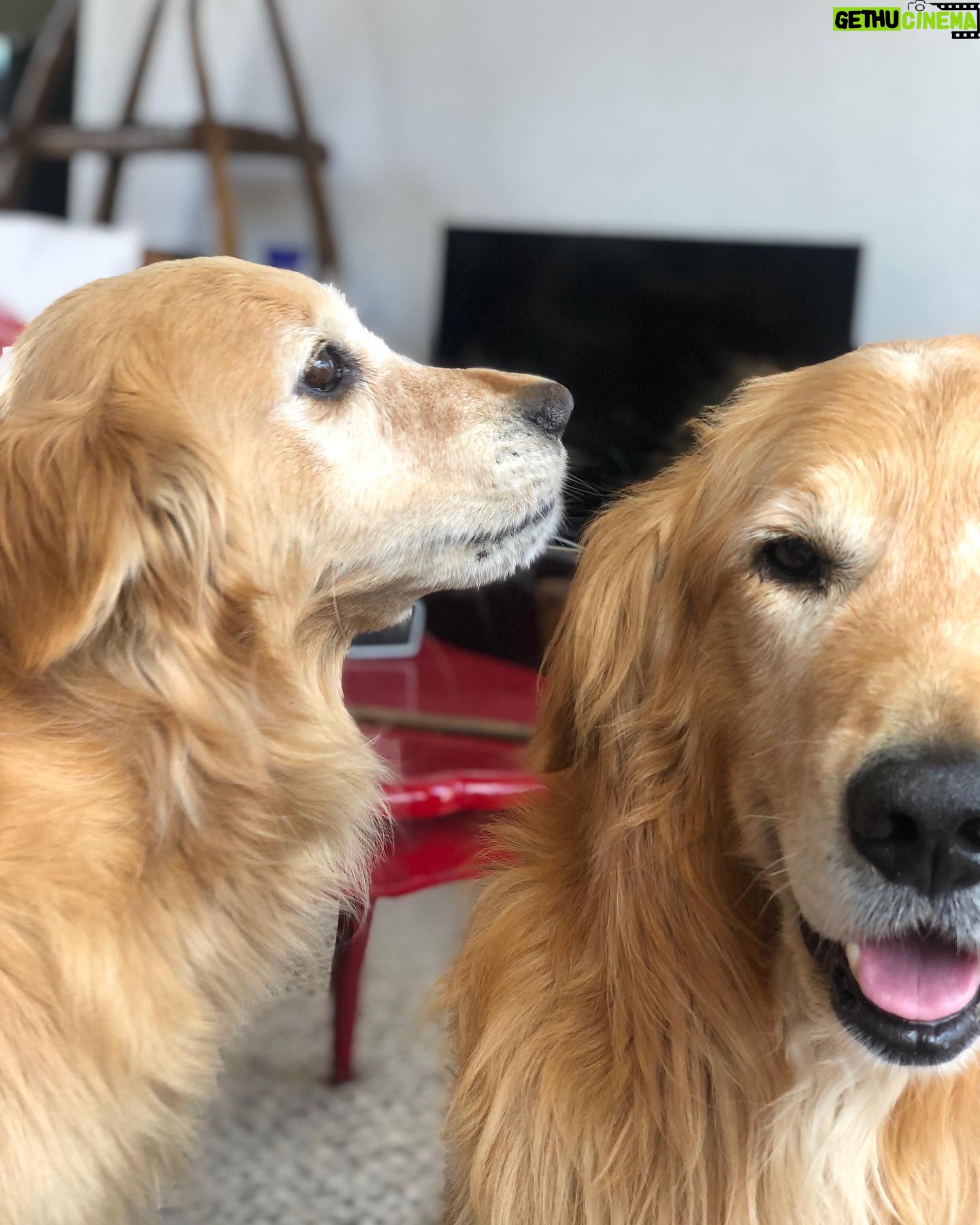 Katherine Salosny Instagram - Mis fieles compañeros por tantos años ya..Como los amo mi Sol y Ruso ❤️ A través de ellos mi homenaje a todos l@s cachupines del mundo en #eldiamundialdelperro