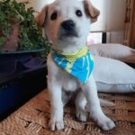 Katherine Salosny Instagram - Los bellos que van quedando..gracias por tanto y la adopción exitosa con familias responsables y que quieren el bienestar de estos bellos !! Acá los datos para adoptar a estos rescatados de la montaña!!! 56 9 6310 1859 manda WhatsApp