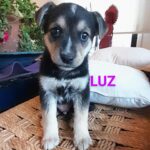 Katherine Salosny Instagram - Los bellos que van quedando..gracias por tanto y la adopción exitosa con familias responsables y que quieren el bienestar de estos bellos !! Acá los datos para adoptar a estos rescatados de la montaña!!! 56 9 6310 1859 manda WhatsApp