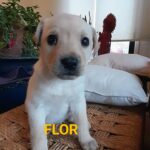 Katherine Salosny Instagram - Los bellos que van quedando..gracias por tanto y la adopción exitosa con familias responsables y que quieren el bienestar de estos bellos !! Acá los datos para adoptar a estos rescatados de la montaña!!! 56 9 6310 1859 manda WhatsApp