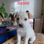 Katherine Salosny Instagram - Maravillos@s cachorros en adopción mi amigo @aftchile l@s rescato en la montaña y l@s tiene en su casa desparasitad@s y con vacuna sanit@s un macho y 4 hembras tienen 2 meses aprox serán tamaño medio..queremos familias responsables y que l@s quieran como parte de su familia..si te animas a adoptar estarás haciendo un precioso acto en #eldiamundialdelperro No LLAMAR solo wup si estás interesad@ al siguiente teléfono 56 9 6310 1859 Ojalá te animes a que un@ de ell@s sea parte de tu familia gracias mil ♥️ que