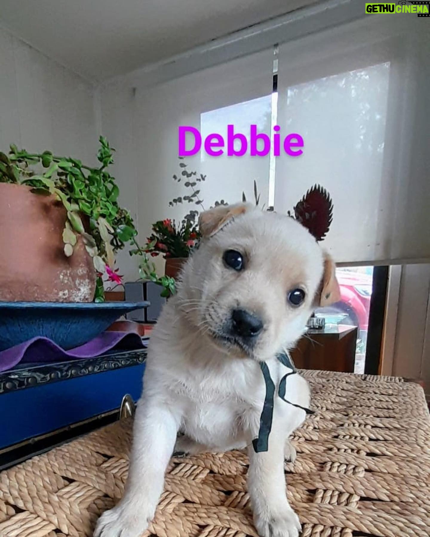 Katherine Salosny Instagram - Maravillos@s cachorros en adopción mi amigo @aftchile l@s rescato en la montaña y l@s tiene en su casa desparasitad@s y con vacuna sanit@s un macho y 4 hembras tienen 2 meses aprox serán tamaño medio..queremos familias responsables y que l@s quieran como parte de su familia..si te animas a adoptar estarás haciendo un precioso acto en #eldiamundialdelperro No LLAMAR solo wup si estás interesad@ al siguiente teléfono 56 9 6310 1859 Ojalá te animes a que un@ de ell@s sea parte de tu familia gracias mil ♥️ que