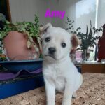 Katherine Salosny Instagram - Maravillos@s cachorros en adopción mi amigo @aftchile l@s rescato en la montaña y l@s tiene en su casa desparasitad@s y con vacuna sanit@s un macho y 4 hembras tienen 2 meses aprox serán tamaño medio..queremos familias responsables y que l@s quieran como parte de su familia..si te animas a adoptar estarás haciendo un precioso acto en #eldiamundialdelperro No LLAMAR solo wup si estás interesad@ al siguiente teléfono 56 9 6310 1859 Ojalá te animes a que un@ de ell@s sea parte de tu familia gracias mil ♥️ que