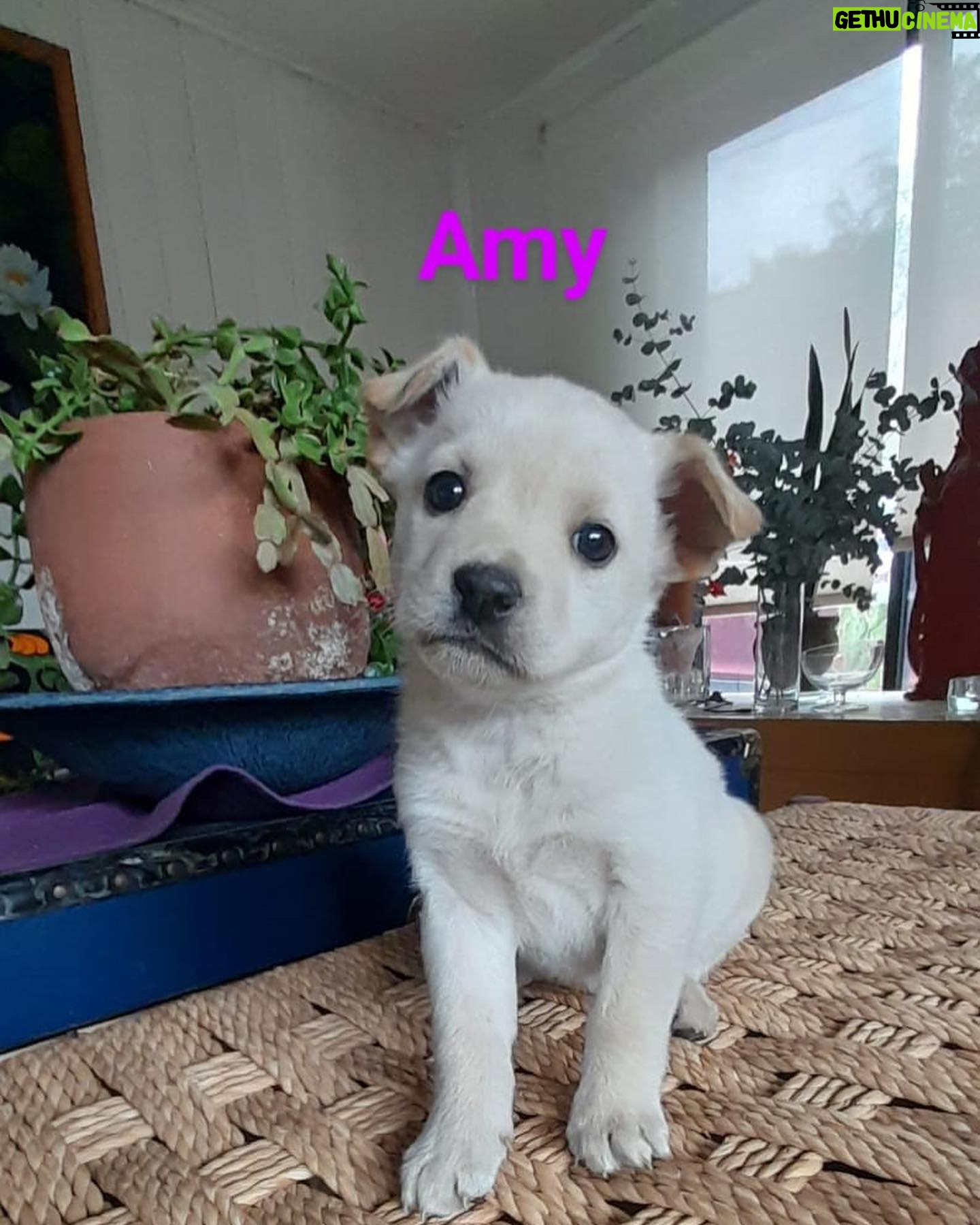 Katherine Salosny Instagram - Maravillos@s cachorros en adopción mi amigo @aftchile l@s rescato en la montaña y l@s tiene en su casa desparasitad@s y con vacuna sanit@s un macho y 4 hembras tienen 2 meses aprox serán tamaño medio..queremos familias responsables y que l@s quieran como parte de su familia..si te animas a adoptar estarás haciendo un precioso acto en #eldiamundialdelperro No LLAMAR solo wup si estás interesad@ al siguiente teléfono 56 9 6310 1859 Ojalá te animes a que un@ de ell@s sea parte de tu familia gracias mil ♥️ que