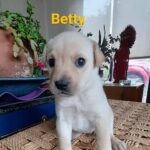 Katherine Salosny Instagram - Maravillos@s cachorros en adopción mi amigo @aftchile l@s rescato en la montaña y l@s tiene en su casa desparasitad@s y con vacuna sanit@s un macho y 4 hembras tienen 2 meses aprox serán tamaño medio..queremos familias responsables y que l@s quieran como parte de su familia..si te animas a adoptar estarás haciendo un precioso acto en #eldiamundialdelperro No LLAMAR solo wup si estás interesad@ al siguiente teléfono 56 9 6310 1859 Ojalá te animes a que un@ de ell@s sea parte de tu familia gracias mil ♥️ que