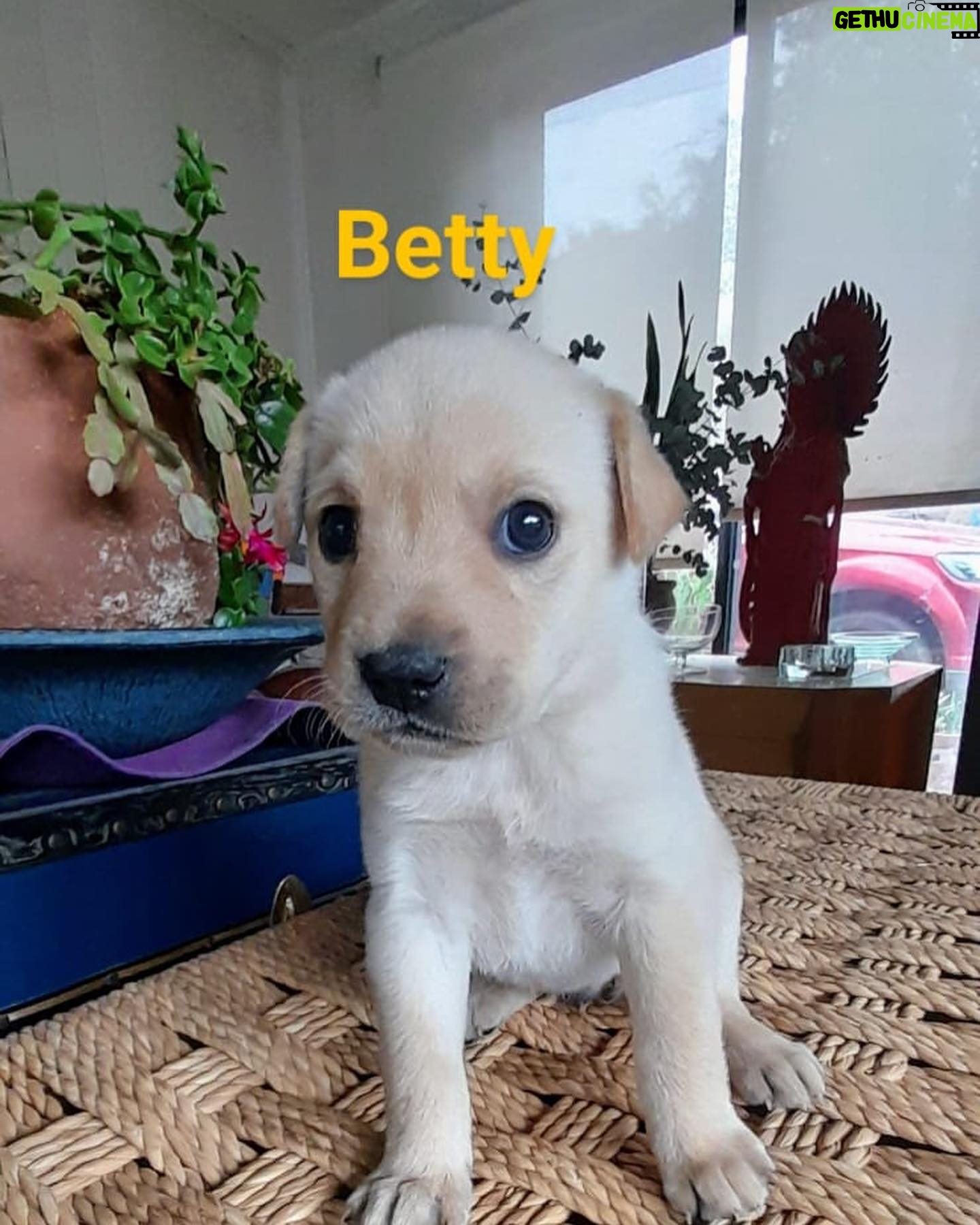 Katherine Salosny Instagram - Maravillos@s cachorros en adopción mi amigo @aftchile l@s rescato en la montaña y l@s tiene en su casa desparasitad@s y con vacuna sanit@s un macho y 4 hembras tienen 2 meses aprox serán tamaño medio..queremos familias responsables y que l@s quieran como parte de su familia..si te animas a adoptar estarás haciendo un precioso acto en #eldiamundialdelperro No LLAMAR solo wup si estás interesad@ al siguiente teléfono 56 9 6310 1859 Ojalá te animes a que un@ de ell@s sea parte de tu familia gracias mil ♥️ que