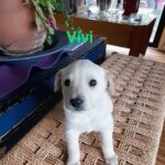 Katherine Salosny Instagram - Maravillos@s cachorros en adopción mi amigo @aftchile l@s rescato en la montaña y l@s tiene en su casa desparasitad@s y con vacuna sanit@s un macho y 4 hembras tienen 2 meses aprox serán tamaño medio..queremos familias responsables y que l@s quieran como parte de su familia..si te animas a adoptar estarás haciendo un precioso acto en #eldiamundialdelperro No LLAMAR solo wup si estás interesad@ al siguiente teléfono 56 9 6310 1859 Ojalá te animes a que un@ de ell@s sea parte de tu familia gracias mil ♥️ que
