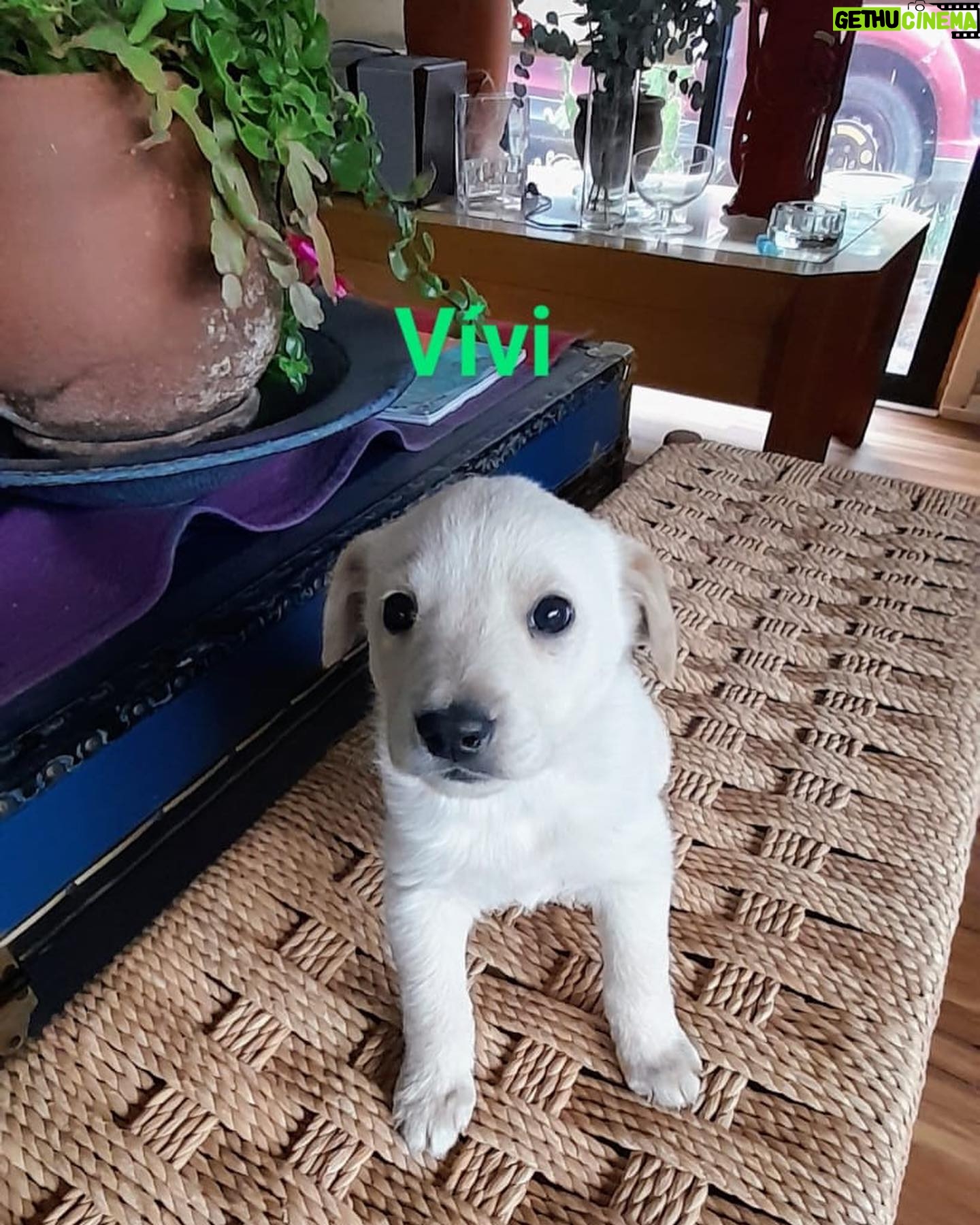 Katherine Salosny Instagram - Maravillos@s cachorros en adopción mi amigo @aftchile l@s rescato en la montaña y l@s tiene en su casa desparasitad@s y con vacuna sanit@s un macho y 4 hembras tienen 2 meses aprox serán tamaño medio..queremos familias responsables y que l@s quieran como parte de su familia..si te animas a adoptar estarás haciendo un precioso acto en #eldiamundialdelperro No LLAMAR solo wup si estás interesad@ al siguiente teléfono 56 9 6310 1859 Ojalá te animes a que un@ de ell@s sea parte de tu familia gracias mil ♥️ que