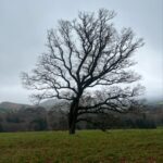 Kathryn Newton Instagram - My tree