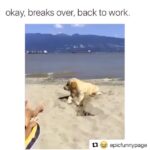 Katia Peel Instagram - Omg 😂😂😂 #funnypets #lol #haha #funpets #funnydogs #funny #lol #pets #dogs #puppies #beach #chill #work #funfunfun #fun #awesome