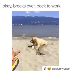 Katia Peel Instagram - Omg 😂😂😂 #funnypets #lol #haha #funpets #funnydogs #funny #lol #pets #dogs #puppies #beach #chill #work #funfunfun #fun #awesome