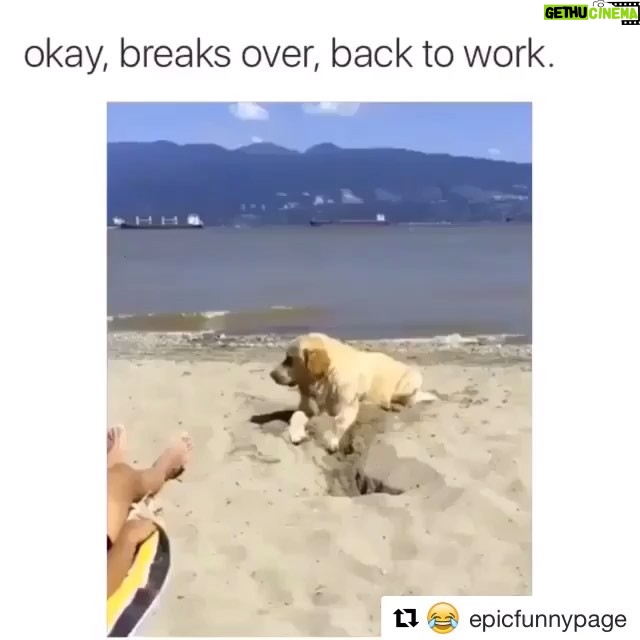 Katia Peel Instagram - Omg 😂😂😂 #funnypets #lol #haha #funpets #funnydogs #funny #lol #pets #dogs #puppies #beach #chill #work #funfunfun #fun #awesome