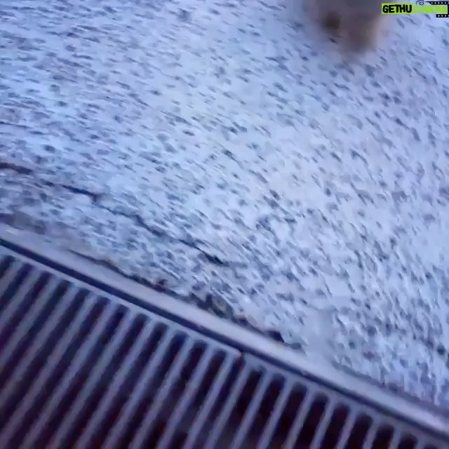 Katia Peel Instagram - 😍 #cuteanimals #adorablepets #adorablebunnies #adorable #cutepets #dog #puppy #puppies #funnypets #cutebunny #happy #funfunfun #loveanimals #awesome #cutest
