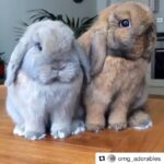 Katia Peel Instagram – Awe 💗💗💗😱 #cuteanimals #adorablepets #adorablebunnies #adorable #cutepets #bunny #funnypets #cutebunny #happy #funfunfun #loveanimals #awesome #cutest