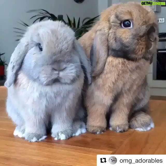 Katia Peel Instagram - Awe 💗💗💗😱 #cuteanimals #adorablepets #adorablebunnies #adorable #cutepets #bunny #funnypets #cutebunny #happy #funfunfun #loveanimals #awesome #cutest
