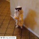 Katia Peel Instagram - I love this dog 😂👌#gangsta #swag #money #rich #gangstadog #cuteanimals #adorablepets #adorablebunnies #adorable #cutepets #bunny #funnypets #cutebunny #happy #funfunfun #loveanimals #awesome #cutest
