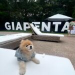 Katie Cassidy Instagram - Wellness weekend in The Hamptons with @giapenta 😍 Soaking up all the girl (and puppy) time! Thank you so much for having me!!!