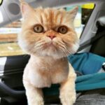 Katie Cassidy Instagram - Appreciation post for my FUR PEOPLE! 😻 Who can name them all?!
