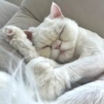 Katie Cassidy Instagram - Appreciation post for my FUR PEOPLE! 😻 Who can name them all?!
