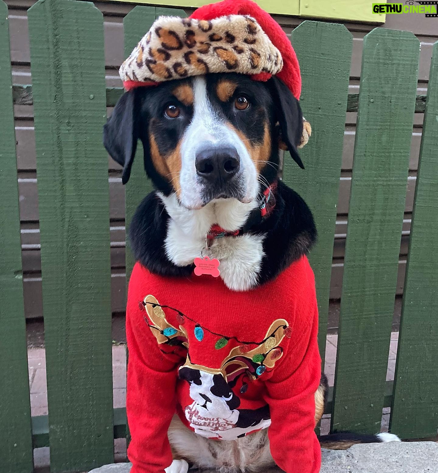 Katie Cassidy Instagram - 😂 Merry Christmas Miss Murph! (She’s not impressed)