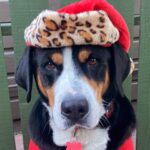 Katie Cassidy Instagram - 😂 Merry Christmas Miss Murph! (She’s not impressed)