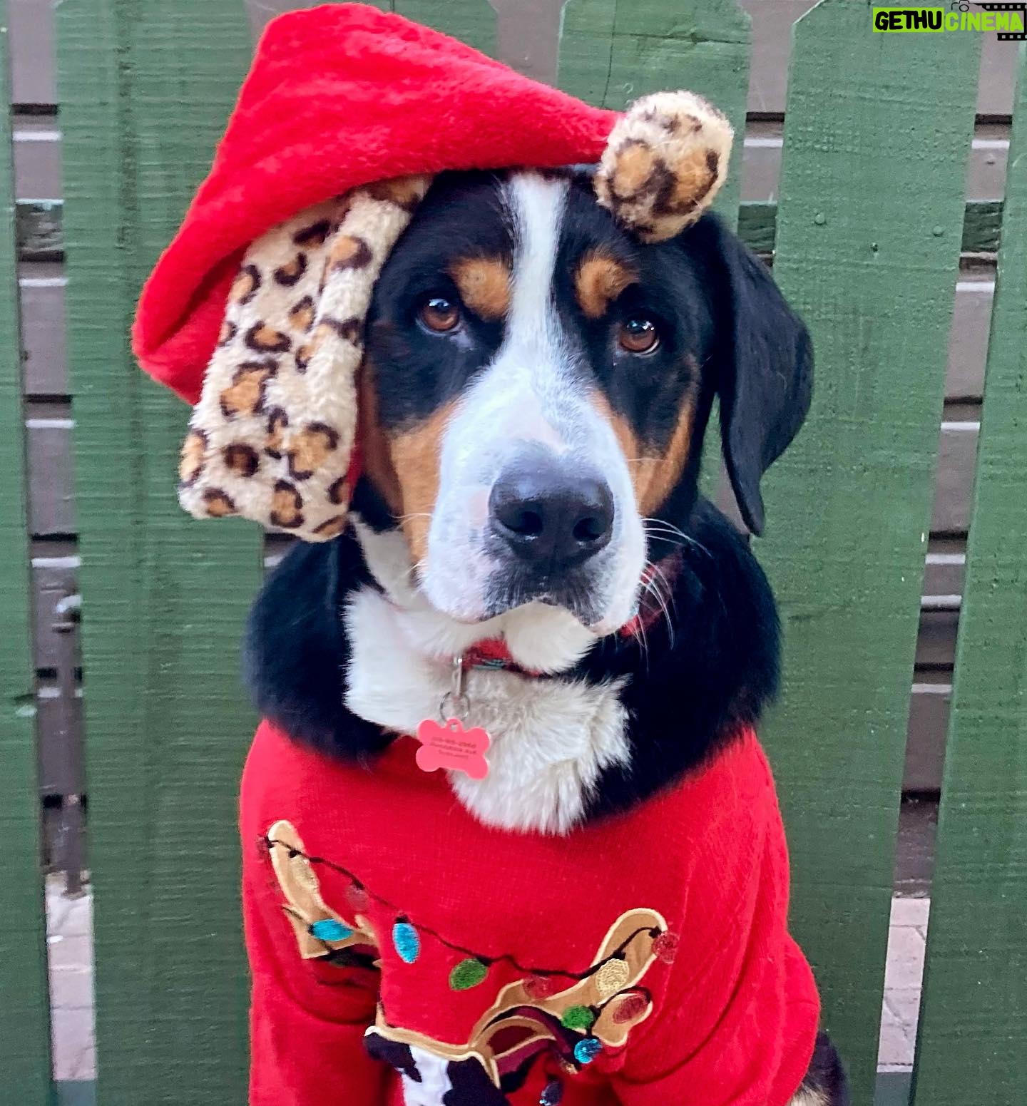 Katie Cassidy Instagram - 😂 Merry Christmas Miss Murph! (She’s not impressed)