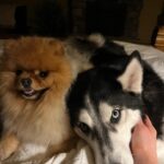 Katrin Tanja Davidsdottir Instagram – Random happies lately ✨❤️☁️

1. Getting to dress up & go out! 
2. Brooks & Koda howling together is one of my favorite things in this world. So sweet & SO PURE 🥹 .. but theo doesn’t have a clue what to do with it so he is just losing it in the back haha
3. Gym time is playtime with theo 🐾
4. Date night, finally 😍
5. Brooks was travelling so I had the boys with me in bed & can’t get over how cute they were just all snuggled up so close together
6. Walks with my besties in BEAUTIFUL weather! ✨
7. @arnhilduranna 😂 this is our halloween costume next year. You heard it here first. 
8. The CUTEST cheer squad 🥹 
9. My kinda therapy 🫶🏼
