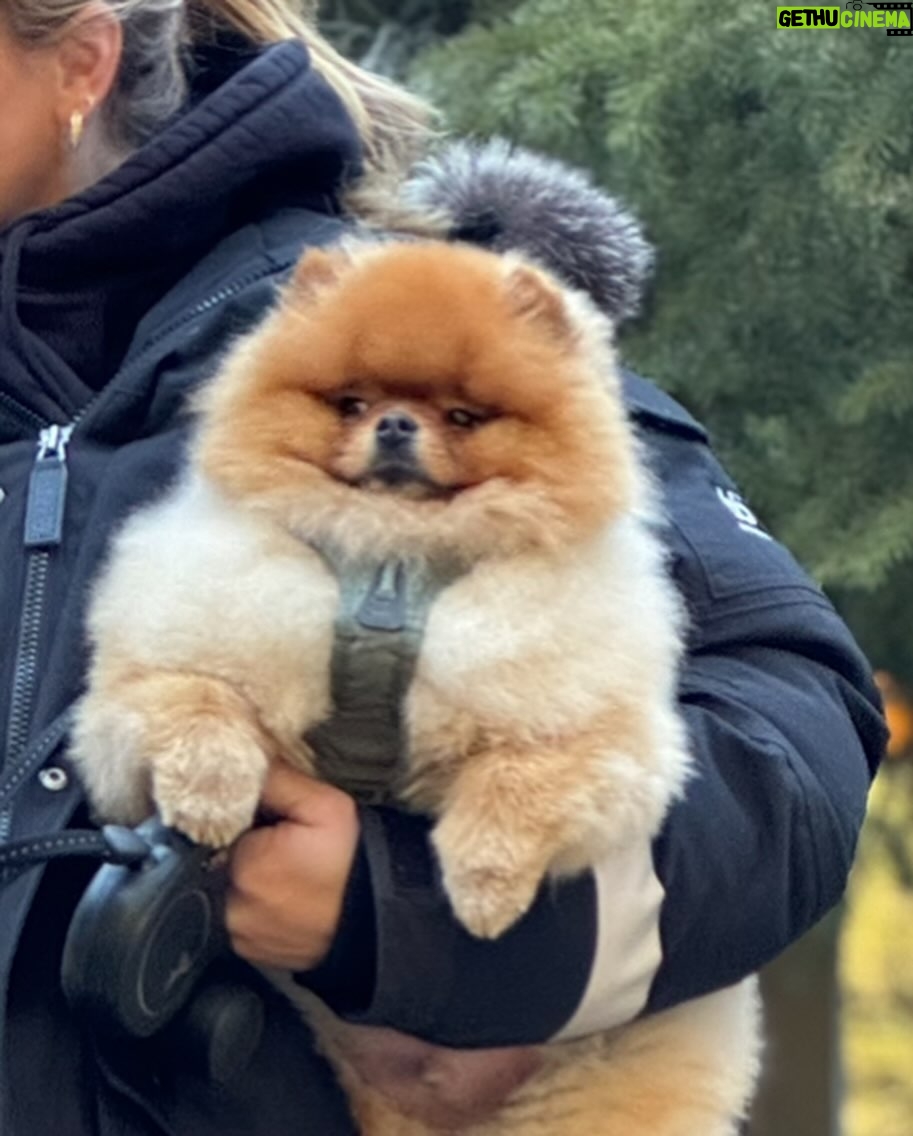 Katrin Tanja Davidsdottir Instagram - The puppy is @kylevandever’s but the attitude is all theo’s