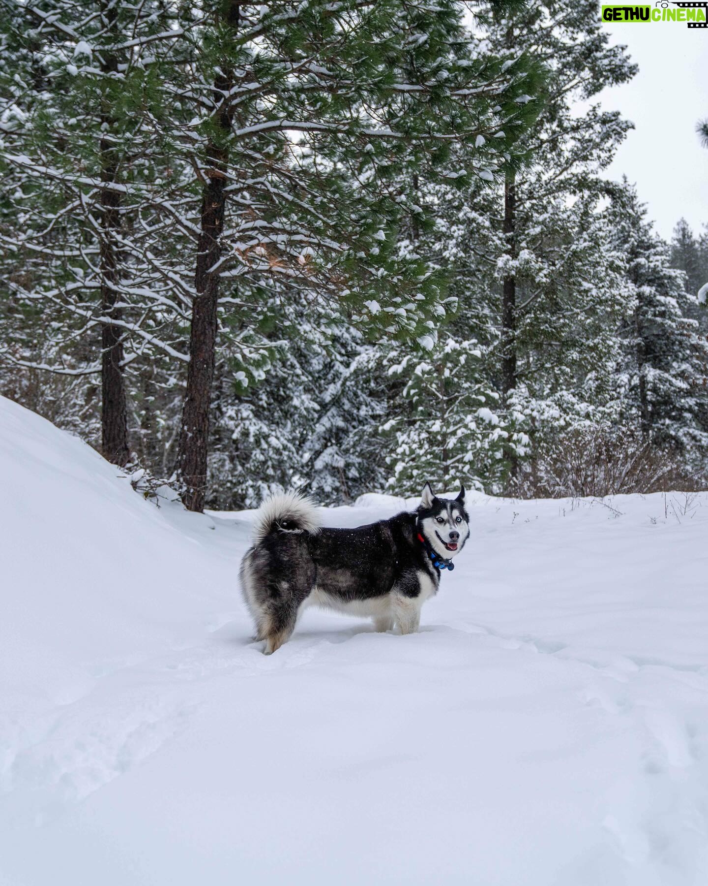 Katrin Tanja Davidsdottir Instagram - snow day with my boys ❄️🩵🐾🤭