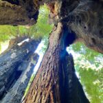 Katrina Law Instagram - Into the woods🏕️ Happy Monday ✌️ Redwoods #hikingattirestillonpoint