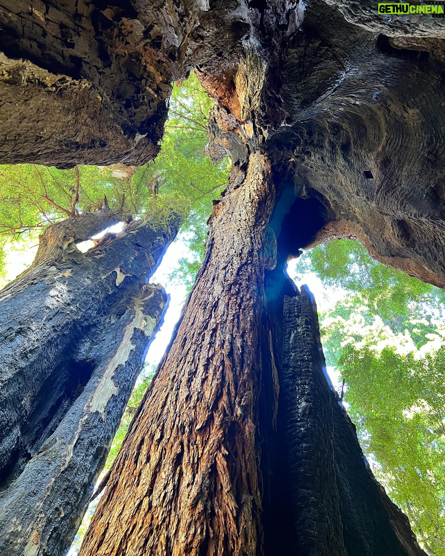 Katrina Law Instagram - Into the woods🏕️ Happy Monday ✌️ Redwoods #hikingattirestillonpoint