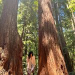 Katrina Law Instagram - Into the woods🏕️ Happy Monday ✌️ Redwoods #hikingattirestillonpoint