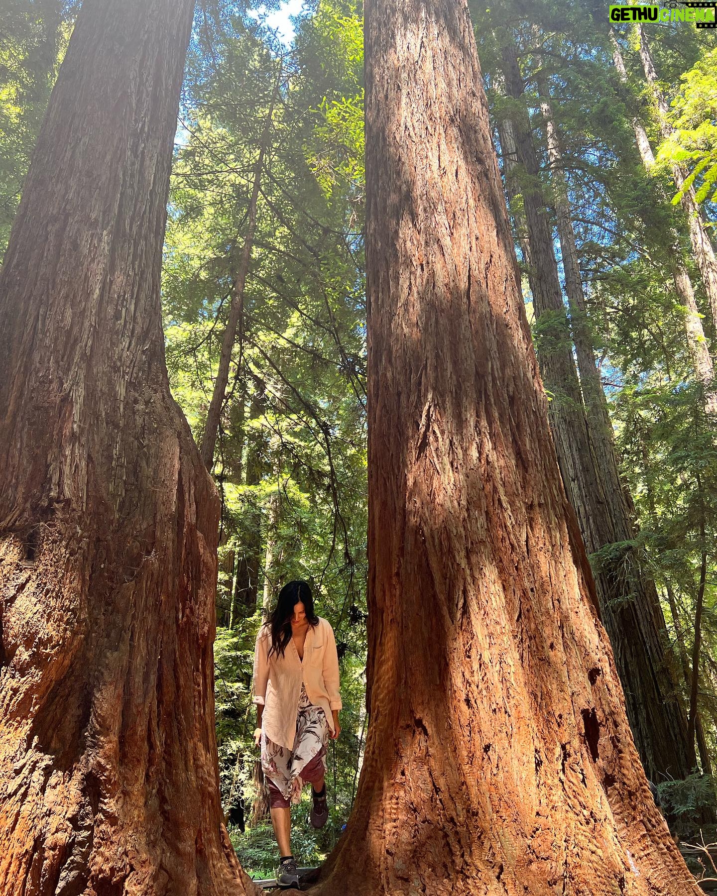 Katrina Law Instagram - Into the woods🏕️ Happy Monday ✌️ Redwoods #hikingattirestillonpoint