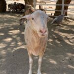 Kayla Maisonet Instagram - Thank you so much @thegentlebarn for hosting @a_mais123 & I today! It was so special meeting all of your beautiful animals and seeing them so at peace 🤎☮️🐷🐮 Thank you for all of the good you do! 🌾🐓
