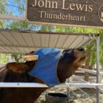 Kayla Maisonet Instagram - Thank you so much @thegentlebarn for hosting @a_mais123 & I today! It was so special meeting all of your beautiful animals and seeing them so at peace 🤎☮️🐷🐮 Thank you for all of the good you do! 🌾🐓