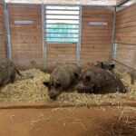 Kayla Maisonet Instagram - Thank you so much @thegentlebarn for hosting @a_mais123 & I today! It was so special meeting all of your beautiful animals and seeing them so at peace 🤎☮️🐷🐮 Thank you for all of the good you do! 🌾🐓
