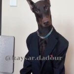 Kaysar Dadour Instagram - Se eu to no baile, eu vou na beca✔️😎 #dog #doberman #dogsofinstagram #kaysar #seeutonobaile #kaysardadour #melhordianomundo #dogstyle #dogslife #doglovers #cachorro #cachorroétudodebom #estiloso #reels #hotdog