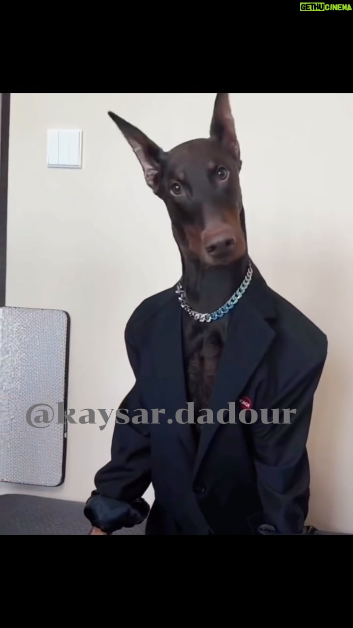 Kaysar Dadour Instagram - Se eu to no baile, eu vou na beca✔️😎 #dog #doberman #dogsofinstagram #kaysar #seeutonobaile #kaysardadour #melhordianomundo #dogstyle #dogslife #doglovers #cachorro #cachorroétudodebom #estiloso #reels #hotdog