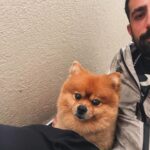 Kaysar Dadour Instagram - A legenda com vcs 😍 🐶 . . . #simba #kaysar #cachorro #kaysardadour #dog #cachorros #melhordianomundo #cachorrofeliz #dogsofinstagram #dogs #cachorrosfofos