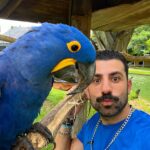 Kaysar Dadour Instagram - Metade de Mim #araraazul #araras #arara #kaysar #kaysardadour #melhordianomundo #المكاو_الازرق #المكاو #blue #bluearara #amo #minhapaixão #belémdopará #pará #visitpara