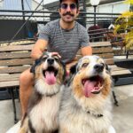 Kaysar Dadour Instagram - Quem sabe qual é a raça desses 3 lindos ?😜 Bom sábado pra vcs caracoo😘🙅‍♂️ #kaysar #kaysardadour #melhordianomundo #cachorro #cachorrosfofos #cachorrosdobrasil #dogsofinstagram #dog