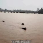 Kaysar Dadour Instagram – O Rio Grande do Sul precisa da nossa ajuda!🙏
Juntos, vamos fazer a nossa parte pra mudar esse cenário triste e devastador! Que eles possam recomeçar.

CHAVE PIX AJUDA @whinderssonnunes
(E-MAIL): pessoalwn@gmail.com
Instituição: Itaú Unibanco

VAKINHA: 
http://www.vakinha.com.br/4712837