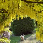 Kelly Brook Instagram - For 17 Years I’ve nurtured this Laburnum Arch and it takes my breath away every Year 🌼🐾 #KentlivingwithKelly