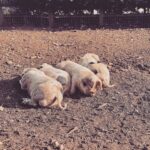 Kelly Brook Instagram - September Offerings …. 💕 🦢 🐖 🌅 🛶🐾🍂